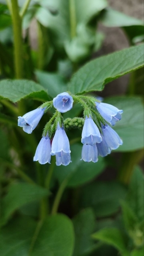 Prickly comfrey (Symphytum asperum)