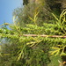 Artemisia biennis - Photo (c) Matt Lavin, algunos derechos reservados (CC BY-SA)