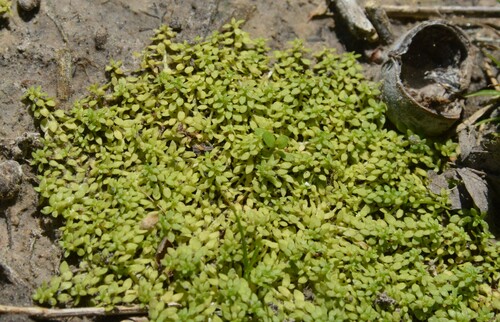 Image of Callitriche peploides by (c) Dan Johnson, some rights reserved (CC BY)