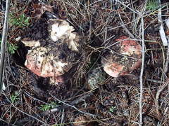 Russula integra