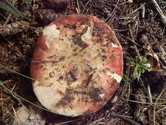 Russula integra