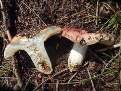 Russula integra