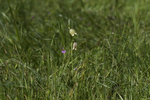 Image of Fritillaria agrestis by (c) Arvel Hernandez, some rights reserved (CC BY)