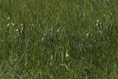 Image of Fritillaria agrestis by (c) Arvel Hernandez, some rights reserved (CC BY)
