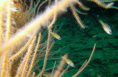 Ostorhinchus apogonoides