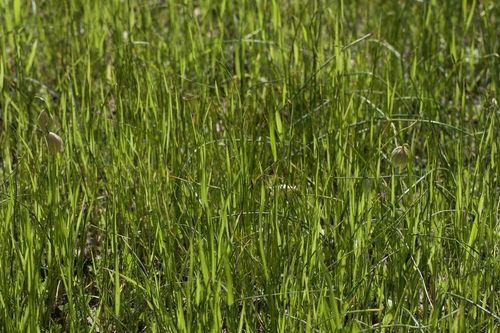 Image of Fritillaria agrestis by (c) Arvel Hernandez, some rights reserved (CC BY)