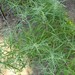 Artemisia palmeri - Photo Stickpen, sin restricciones conocidas de derechos (dominio público)