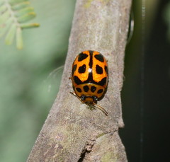 Peltoschema oceanicum