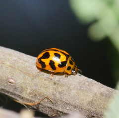 Peltoschema oceanicum