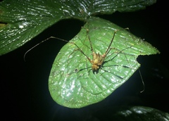 Ventrivomer ancyrophorus