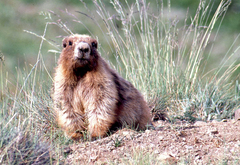 Marmota olympus