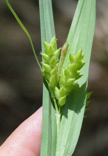 Image of Carex flaccosperma by (c) Dan Johnson, some rights reserved (CC BY)