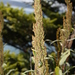 Artemisia suksdorfii - Photo (c) Walter Siegmund, algunos derechos reservados (CC BY-SA)