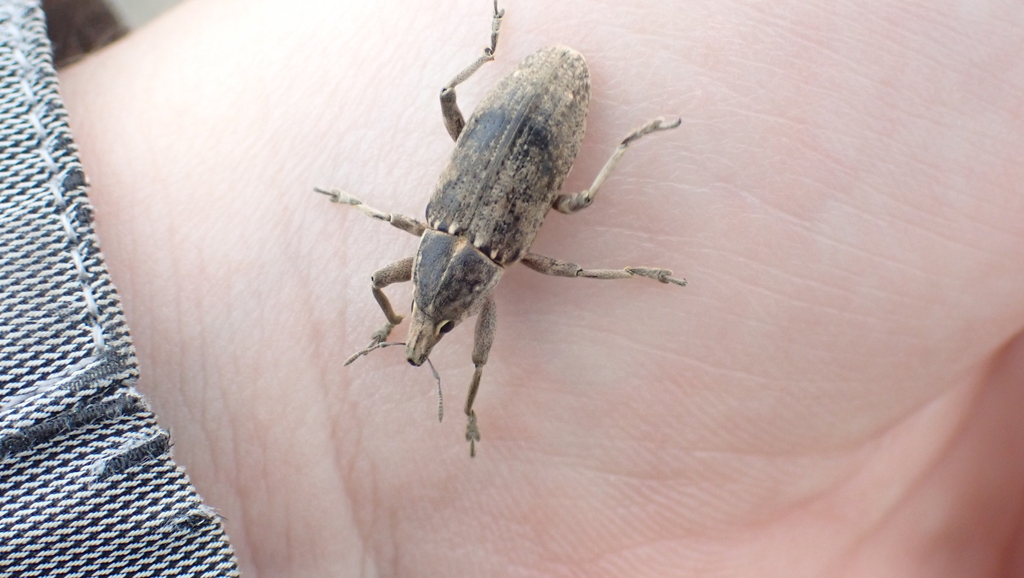 Temnorhinus mendicus