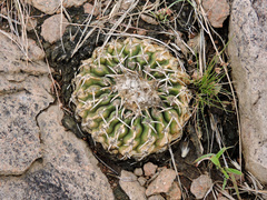 Parodia erinaceus