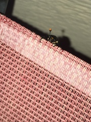 Nicrophorus marginatus