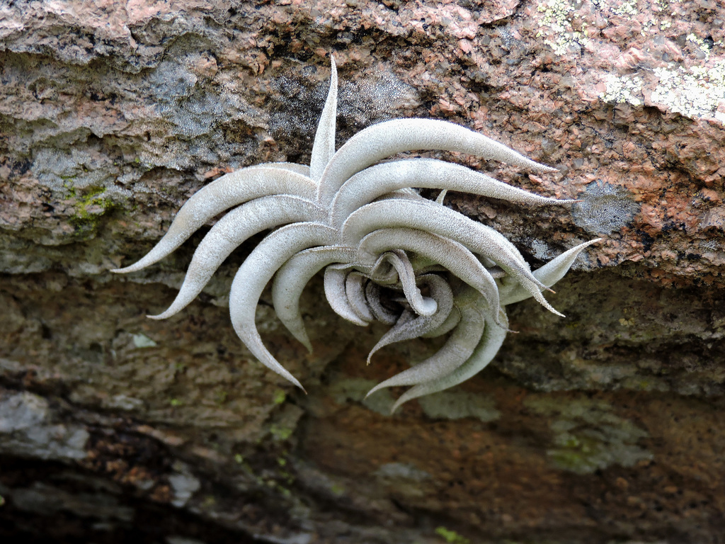 Diaphoranthema