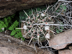 Parodia mammulosa