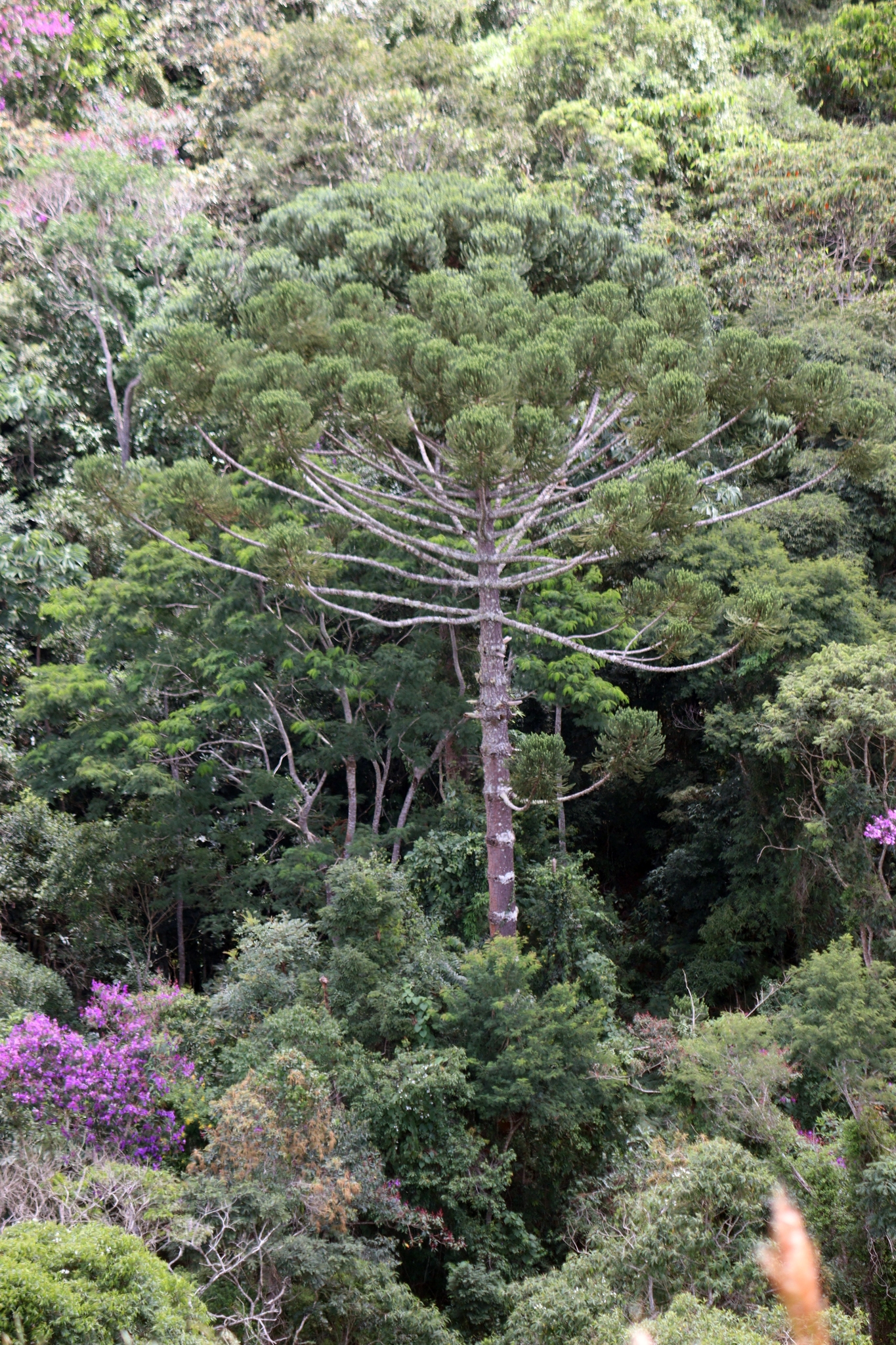 Araucaria angustifolia
