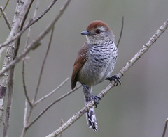 Thamnophilus ruficapillus