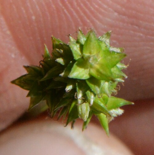 Image of Carex leavenworthii by (c) Dan Johnson, some rights reserved (CC BY)
