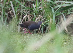 Pardirallus nigricans