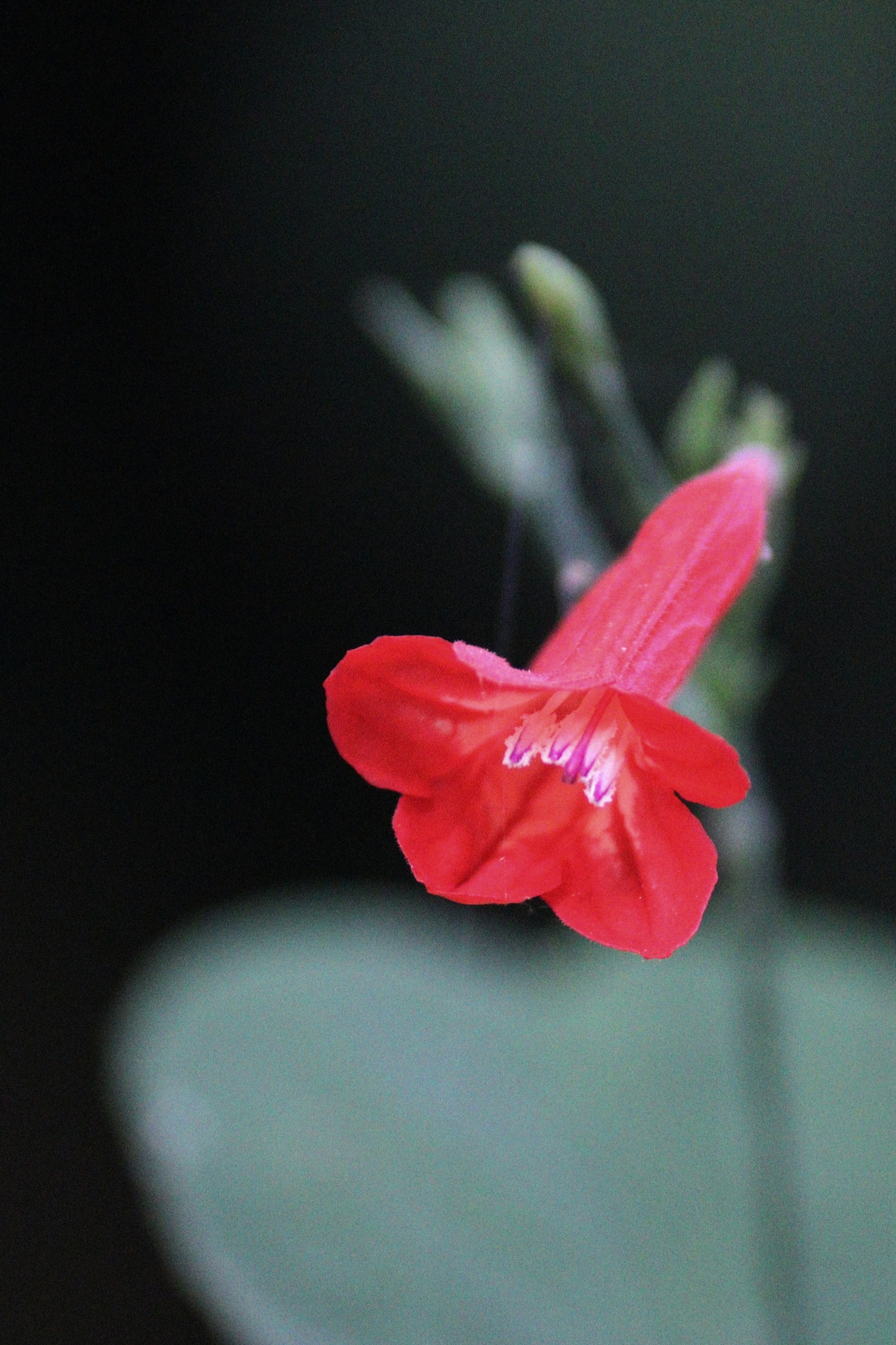 Ruellia brevifolia