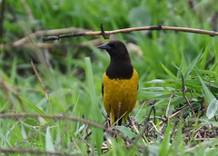 Pseudoleistes guirahuro
