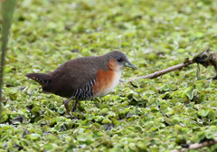 Laterallus melanophaius