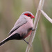 Common Waxbill - Photo (c) guyincognito, some rights reserved (CC BY-NC), uploaded by guyincognito