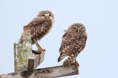Athene cunicularia