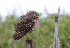 Athene cunicularia