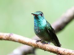Versicolored Emerald photo 4