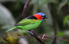 Tangara cyanocephala