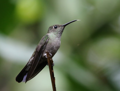 Eupetomena cirrochloris