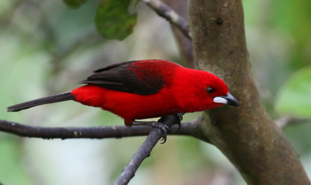 Brazilian Tanager (Ramphocelus bresilius) photo