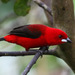 Brazilian Tanager - Photo (c) guyincognito, some rights reserved (CC BY-NC), uploaded by guyincognito