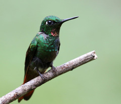 Heliodoxa rubricauda