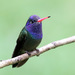 White-chinned Sapphire - Photo (c) guyincognito, some rights reserved (CC BY-NC), uploaded by guyincognito