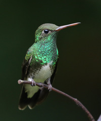 Glittering-Throated Emerald photo 3