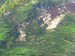 Phyllospadix scouleri