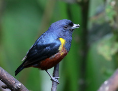 Euphonia pectoralis