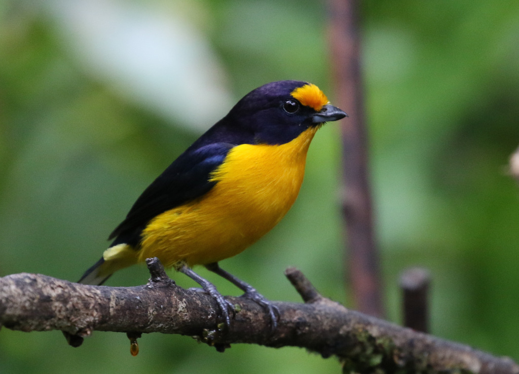Violaceous Euphonia