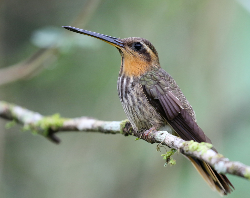 Saw-Billed Hermit