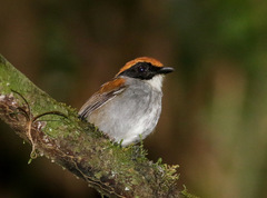 Conopophaga melanops