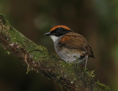 Conopophaga melanops