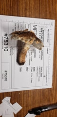 Verrucosporaceae