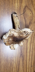 Verrucosporaceae