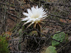 Trichocereus candicans