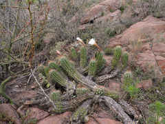 Trichocereus candicans